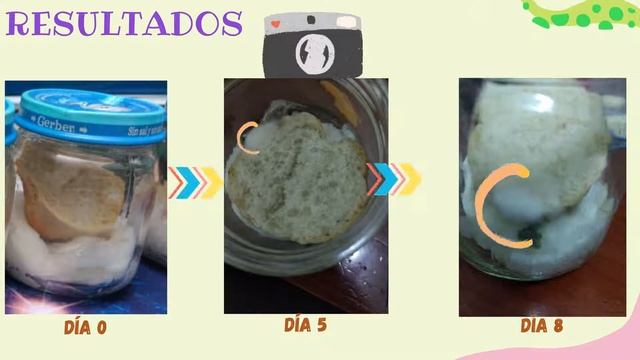 Práctica 1. Zygomycota смотреть онлайн