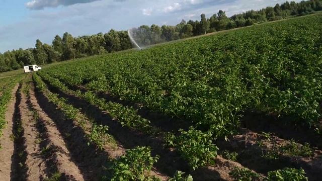 Полив картофеля мотопомпой мп-600