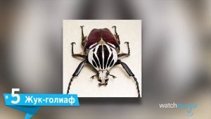 Топ 10 САМЫХ БОЛЬШИХ Жуков на Планете