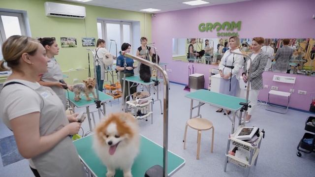 Стрижка собак и кошек Groom смотреть онлайн