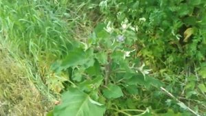 Птицефабрика вараксино чем кормят кур.