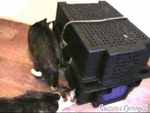 Автоматическая живоловушка