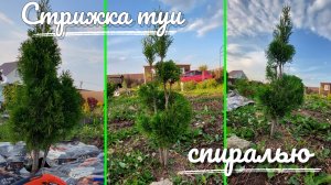 Стрижка туи спиралью
