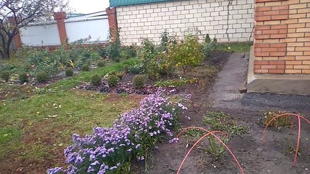 Сохранить  черенки роз до весны.или посадить осенью.