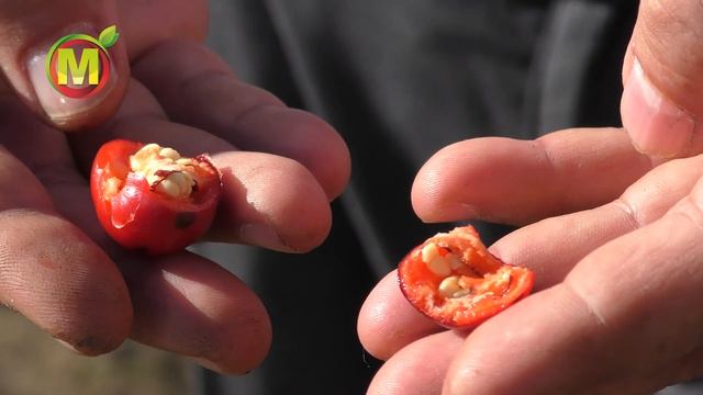 Перец Декоративный. Комнатный Перец.