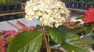 Гигантская гортензия НОВИНКА СЕЛЕКЦИИ,,AVANGARD "