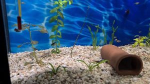 Как заставить живородку родить? Малёк моллинезии.