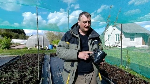 Как выбрать саженцы голубики