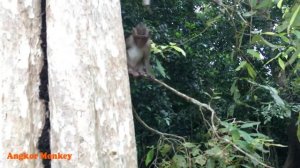 OMG.! What kind of game monkeys playing? Monkey pull tail baby monkey waving around - Angkor monke