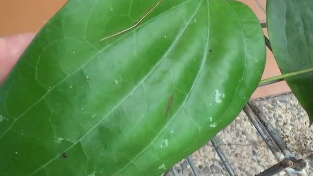 Хойя Цветы и Листья.. H.Clemensiorum, H. Megalaster, H. Citrina, H. Glabra, H. Latifolia, H.Amoena, смотреть онлайн