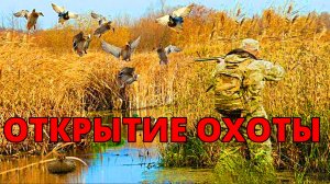 Открытие охоты осенью на утку! Охота на утку в дружной и большой компании!