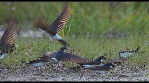 Городская ласточка (Delichon urbicum) - Common house martin