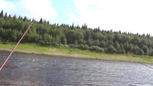 Горбуша,Варзуга. Ловля Горбуши на поплавок.