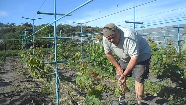 виноград Приазовья.Боремся с последствиями апрельских морозов.