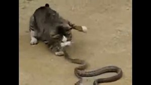 КОШАК ПОРВАЛ ЗМЕЮ! Кошки против змей. Cats against snakes.