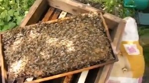 сколько лет может жить матка, и хорошо наращивать пчел к медосбору