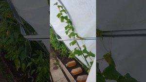 Теплица сибирский агроном,такое ли чудо?