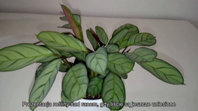 ?Ctenanthe Amagris - bestseller roślinny? смотреть онлайн