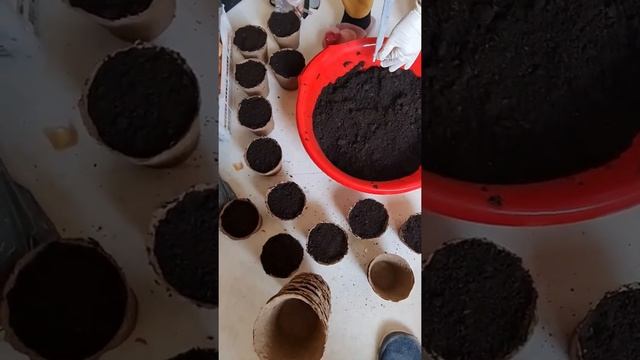 Высадка семян перцев и баклажанов в торфяные горшочки