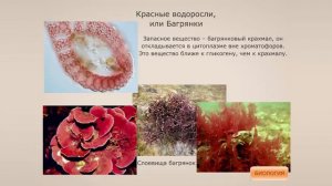 Отдел Красные водоросли, или Багрянки