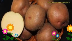Картофель семенной Малиновка. Краткий обзор, описание характеристик, где купить картофель