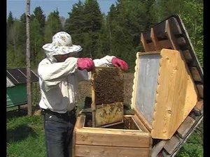 Пчёлы в радость. Часть 1 — Весна (2011)