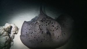 Dusit Thani Maldives House Reef