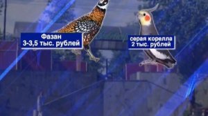 Птенцы на продажу появились в пермском  зоопарке