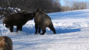 Кабаны секачи выясняют отношения