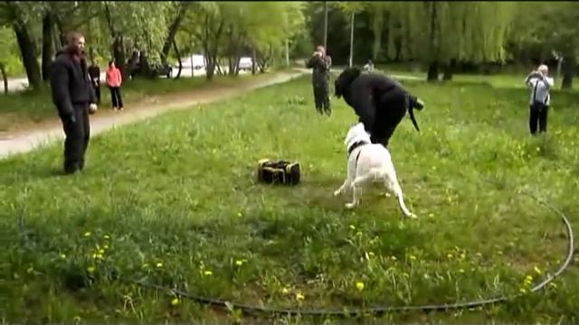 Дрессировка среднеазиатской овчарки. ЗКС.