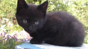 Черный котенок с голубыми глазами