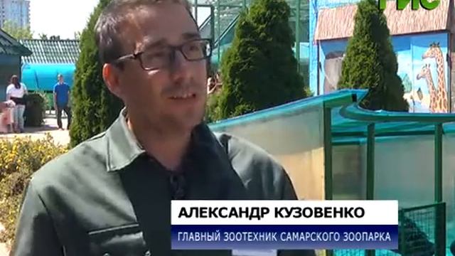 В самарском зоопарке отметили День семьи, любви и верности смотреть онлайн