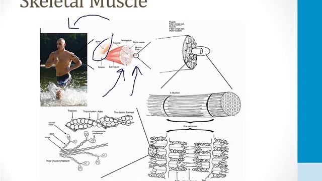 Опорно-двигательный аппарат USMLE - 2. Клеточная биология - 1.Скелетные мышцы