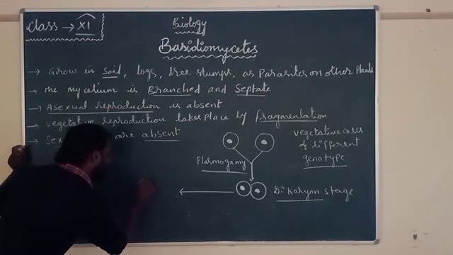 Basidiomycetes