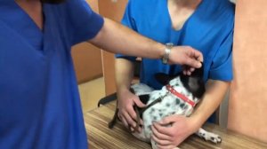 Французский бульдог Мира улыбается ветврачу...