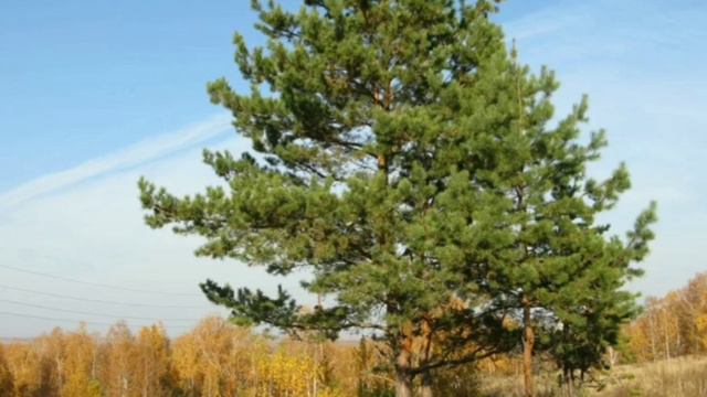 Природные красоты Курганской области (выпуск 1)