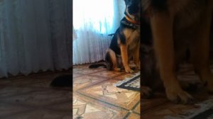 Немецкая Овчарка БЕРТА