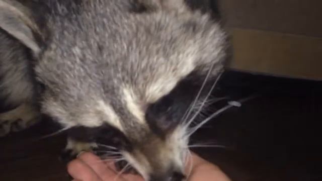 Енот Бандит - бомж поддиванный смотреть онлайн