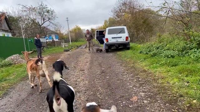 #462 На хутор приехали гости с проверкой и гостинцами. смотреть онлайн