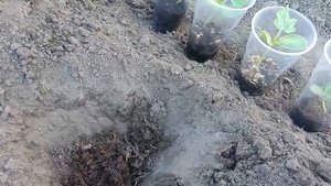 ПЕКИНСКИЕ АРБУЗЫ В МОЕМ ОГОРОДЕ ! ВЫРАЩИВАНИЕ АРБУЗОВ ИЗ СЕМЯН ! ВЫСАЖИВАЮ РАССАДУ