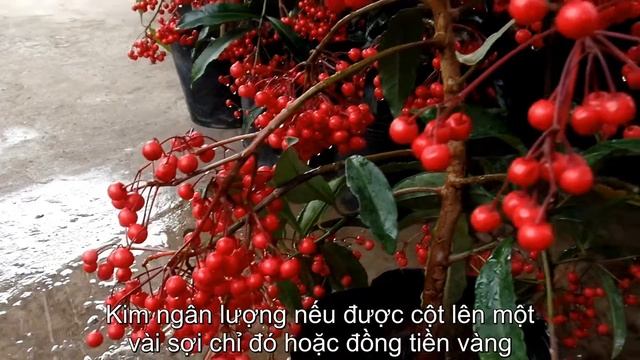 Cây kim ngân lượng (Ardisia crenata) - Làng hoa Sa Đéc смотреть онлайн