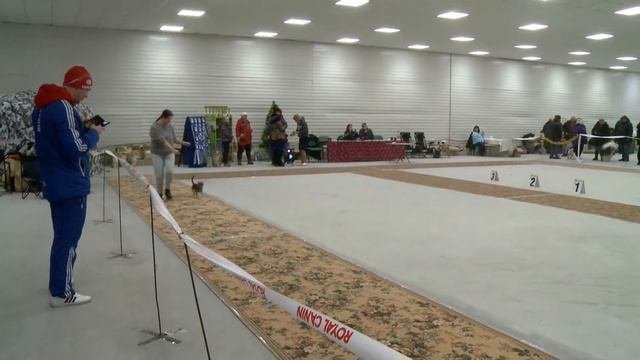 Всепородные выставки собак состоялись в Комсомольске