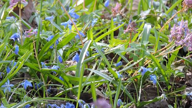 Весна 2022. Донецкая область, Бахмут смотреть онлайн