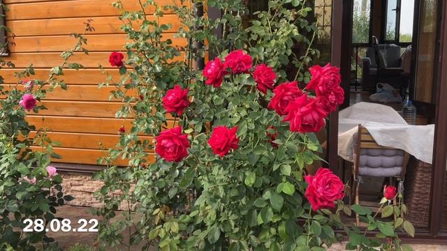 Панорамная экскурсия по саду. Обзор клумб.Цветут розы, лаванда, котовник … смотреть онлайн