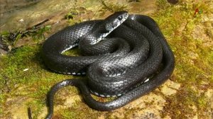 Тайны истории. Змеи Абхазии. Астанда Смыр