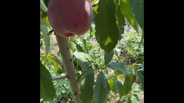 Персик Ред Хевен Первый сигнальный урожай. смотреть онлайн