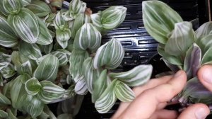 Традесканция. Пышный куст за один раз! Сделайте сами! Результат вас порадует!