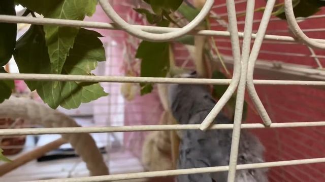 Наш попугай Жако Кеша/12.10.20 смотреть онлайн