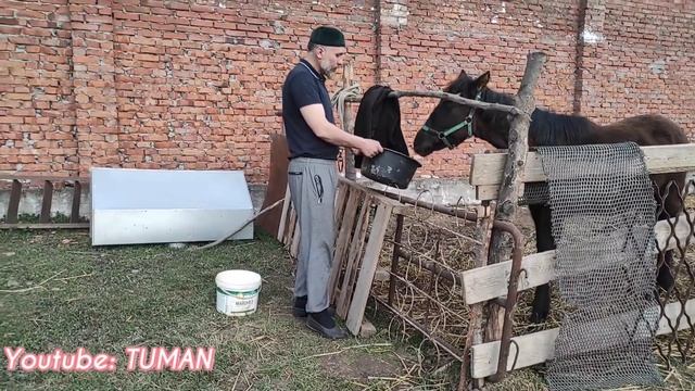 Корм жеребенка, страхи на предметы