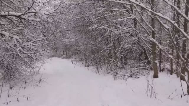 Зимняя прогулка в окрестностях Петербурга